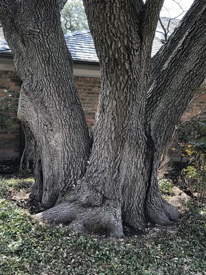Mature heritage tree close to a North Montpelier property cared for by certified arborists